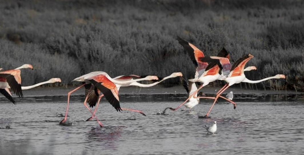 La Mar Daire Amposta Dış mekan fotoğraf